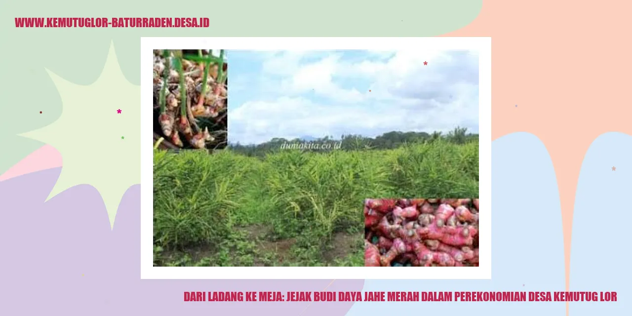 Dari Ladang ke Meja: Jejak Budi Daya Jahe Merah dalam Perekonomian desa kemutug lor