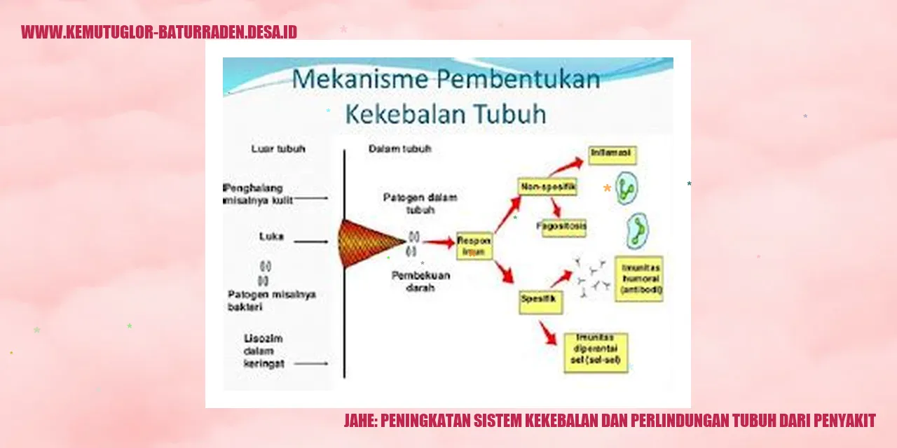 Jahe: Peningkatan Sistem Kekebalan dan Perlindungan Tubuh dari Penyakit