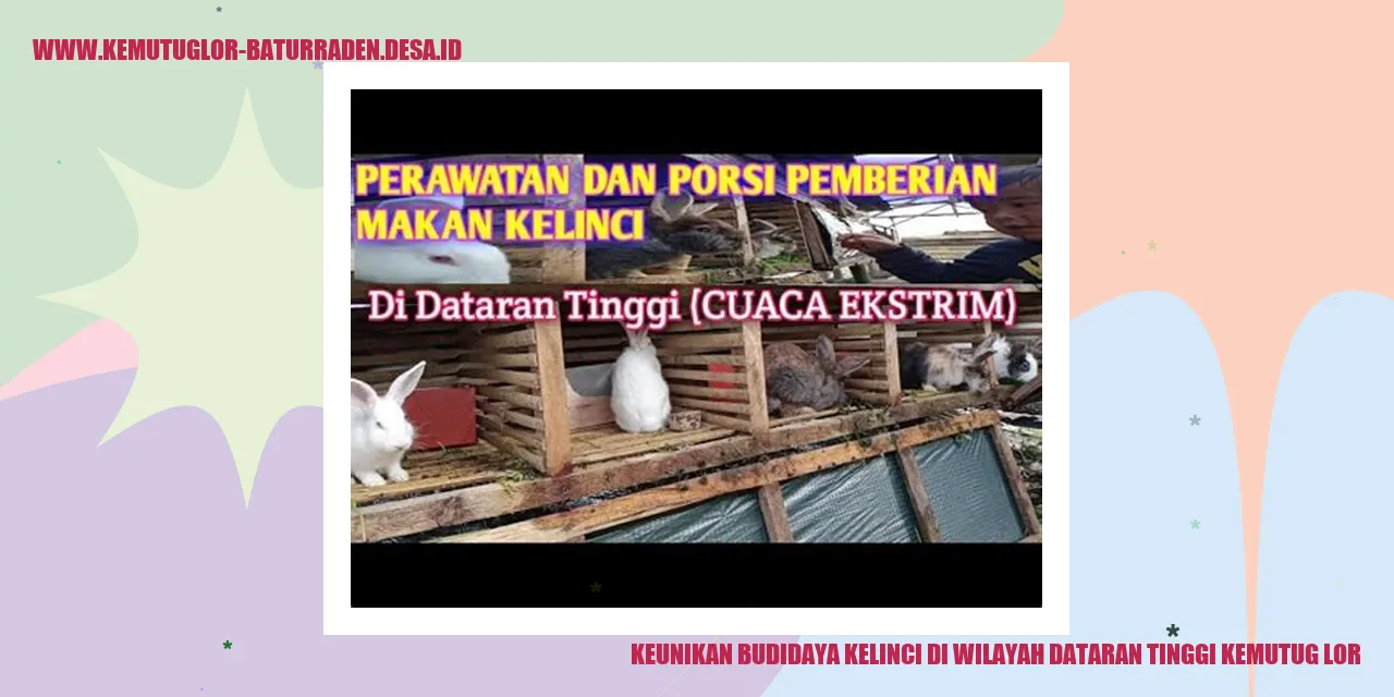 Budidaya Kelinci di Dataran Tinggi Kemutug Lor