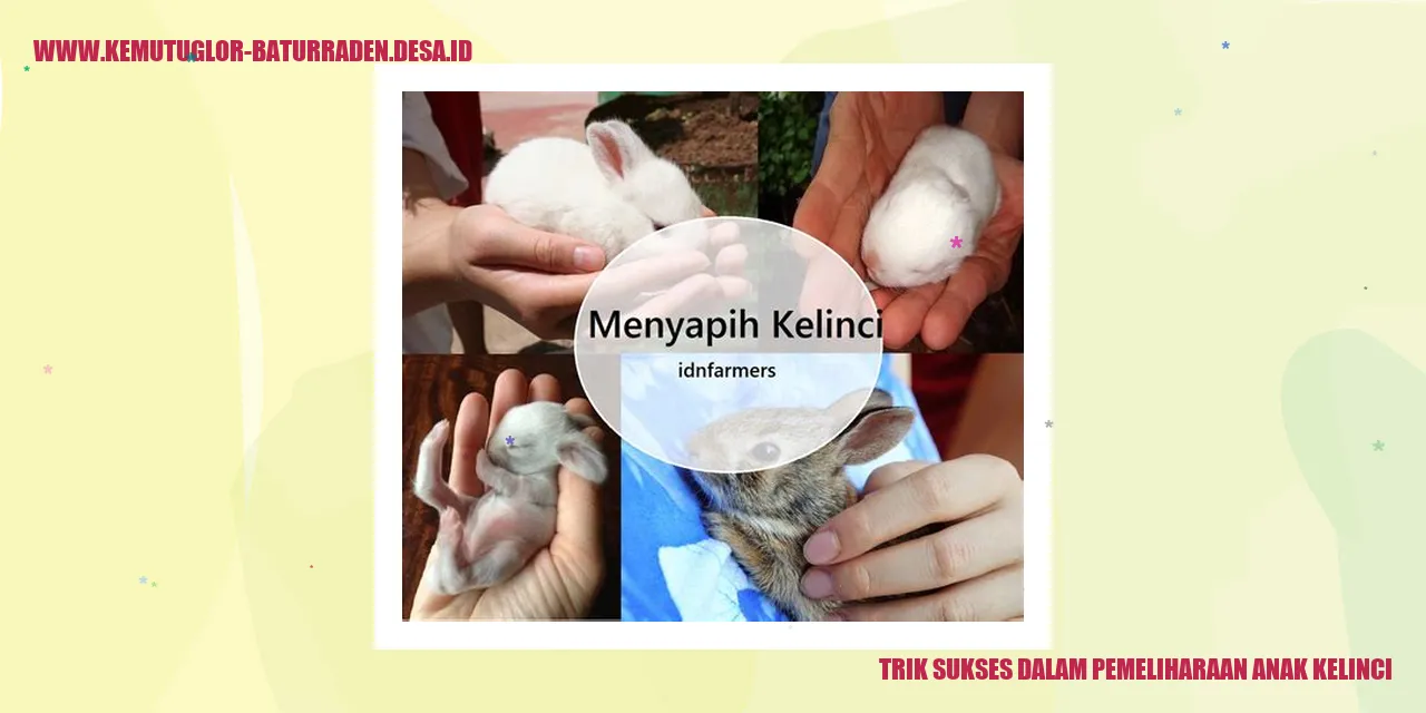 Trik Sukses dalam Pemeliharaan Anak Kelinci